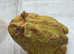 Pac-Man frogs, 3 -4 inches in size, healthy and eating well