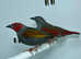 Beautiful pair of Red-winged pytilia finches