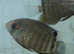 Gold and Green Severums