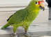 Beautiful young red lord Amazon parrot