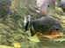 4x pacu fish