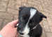 Border collie puppies