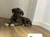 IKC wolfhound puppies