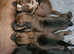 Dachshund puppies (varied prices.)