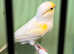 Canaries for sale