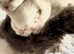 Silver Persian Chinchilla boy