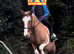 13h gelding