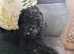 Irish doodle puppy