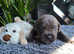 Stunning Cane Corso Puppies (champion bloodline)