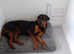 Female rottie