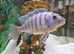 Placidochromis phenochilus Star Sapphire Cichlid" -