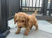 Cockerpoo puppy