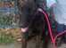 7 months Mali excellent with kids