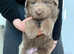 Kcreg rare stunning solid Isabella German shepherd pup