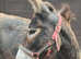 Trio of donkeys - Home saught