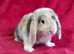 MINI LOP BUNNIES to rehome