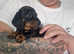 For Sale Beautiful Miniature Smooth haired Dachshunds