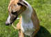 KC registered whippet puppies for sale