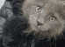 Maine coon