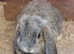 9 week old Minilop chinchilla buck