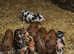 Mini Micro Juliana x Pennywell Miniature Piglets