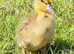 10 day old ducklings