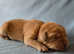 Beautiful Family Raisied KC Labrador Puppies - Needing Forever Homes