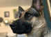German Shepherd, Female, 21 months old, for sale