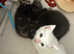Ragdoll cross BSH kittens