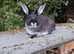 Fully vaccinated purebred young Sable rabbits looking for good homes - ready now!