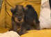 Bryn Wawuzer puppy