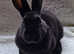 Mini rex youngsters available