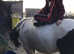Mighty Mini Cob! All rounder - Ride & Drive 12.2h