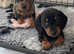 2 Beautiful, Very Happy Miniature Dachsund  Puppies.