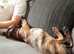 Presa canario x American bulldog