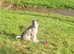 Welsh collie