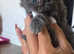 Smokey blue kittens