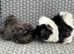 Mickey & Finn looking for a new home.