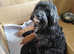 Health tested f1b cavapoo