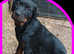 Rottweiler puppies