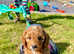 Beautiful Cavapoo girls