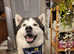 Husky stud available In Sutton