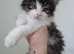 Beautiful Part Maine Coon Male Kitten