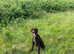 Gwp German wire haired pointer