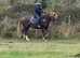 Very flashy 14.2/3 new forest gelding 4yrs old