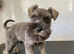 Pedigree miniature schnauzer