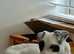 Working terrier