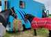 Renault master horse box