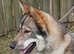 Rare breed Tamaskan.  Pedigree and Registered female puppy.   PRICE REDUCTION
