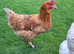 Egg layers Chickens for Sale.